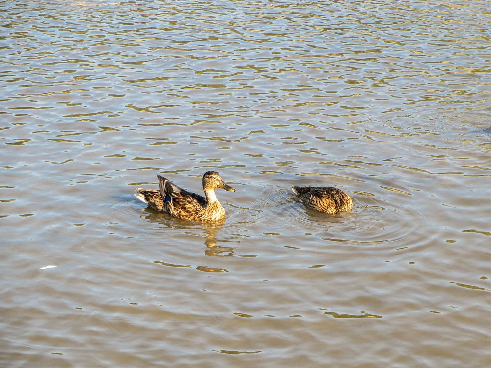 Photograph by Дарья Овсянникова