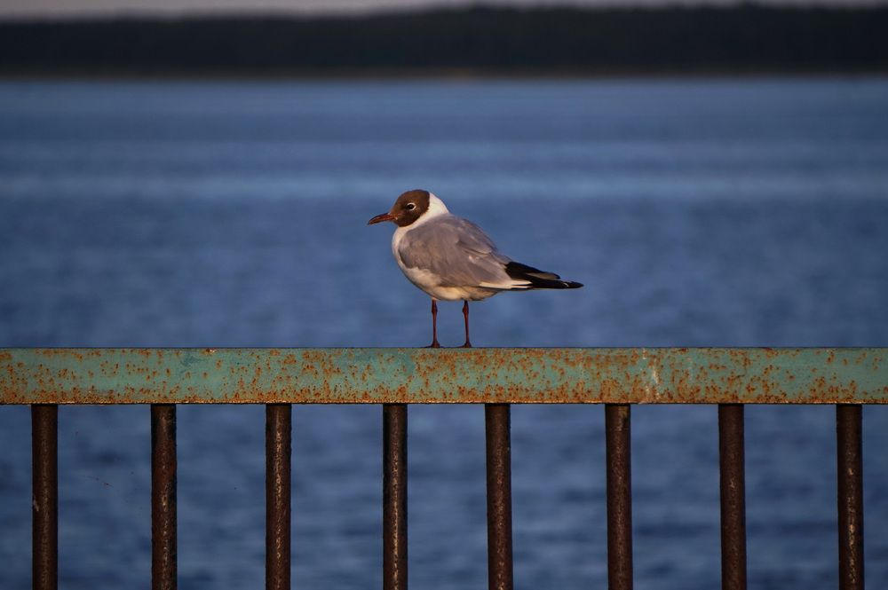 Photograph by Лена Максимкина