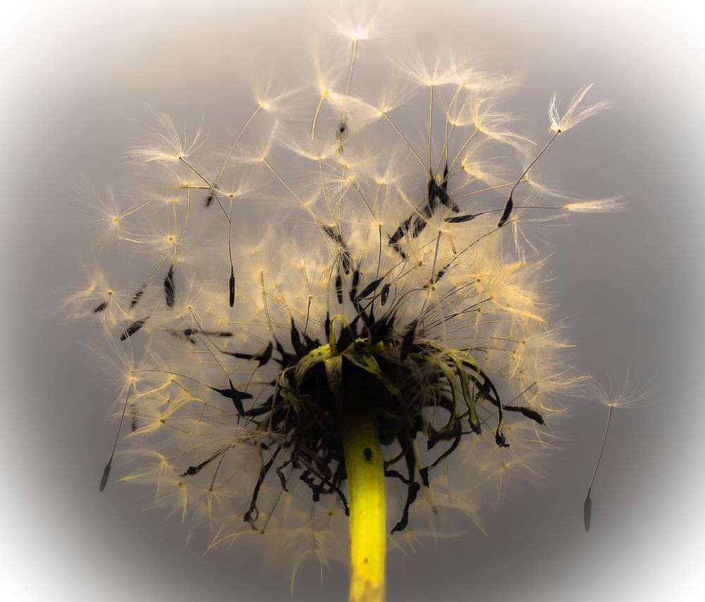 Photograph by Муза Латинская