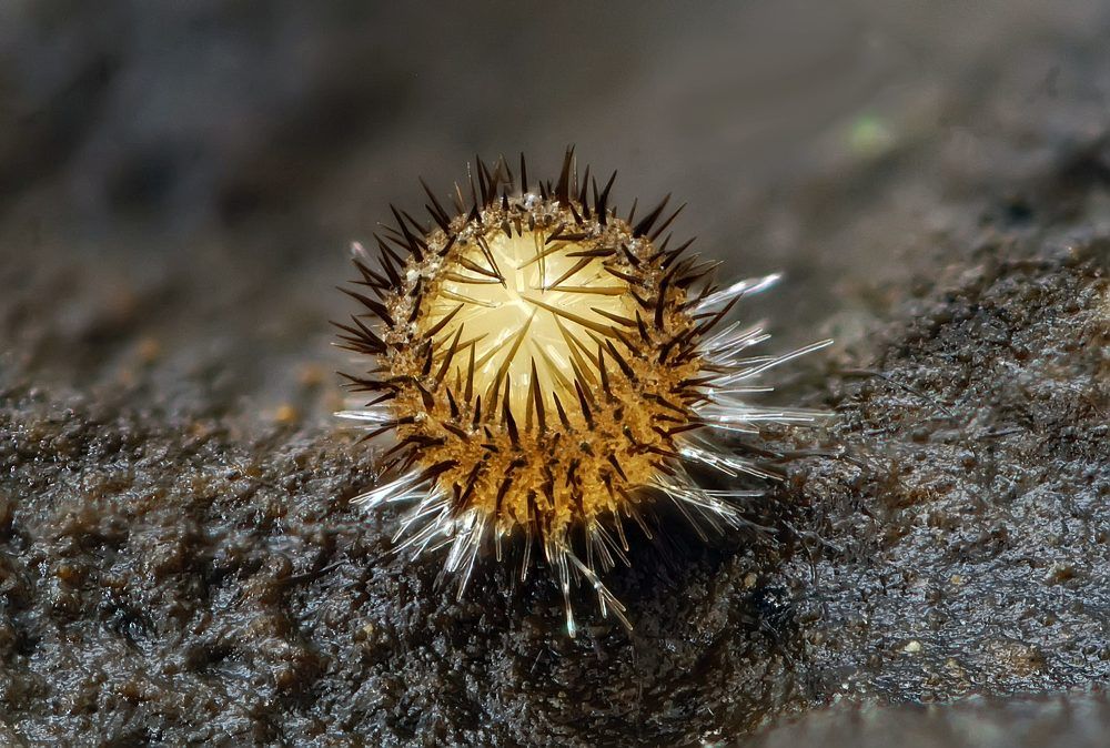 Photograph by Сергей Прокофьев