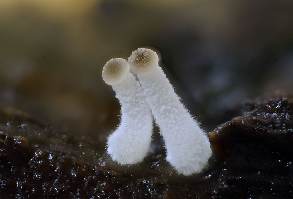 Photograph by Сергей Прокофьев