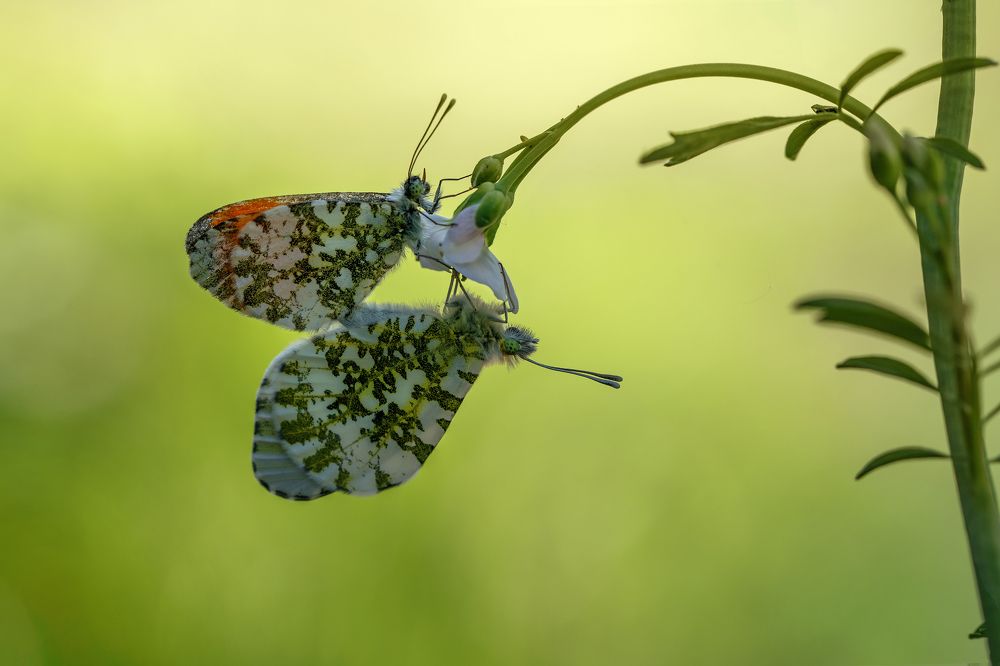 Красивая любовь