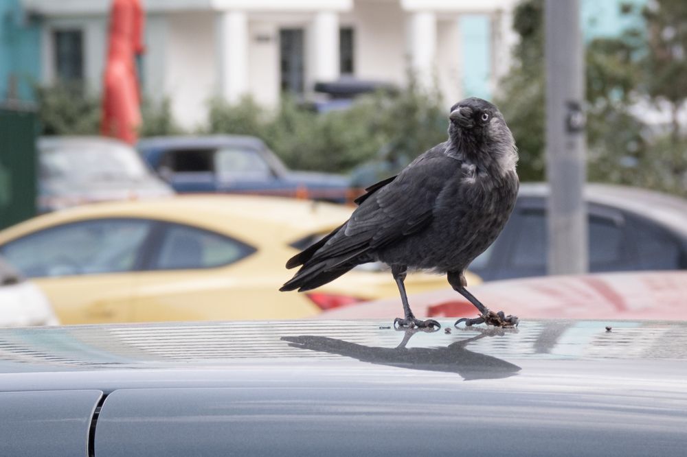 Photograph by Dmitry Ishniyazov