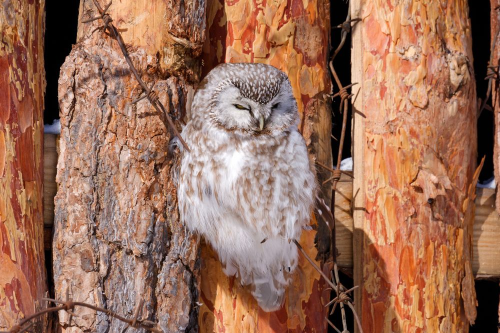 Photograph by Бодрягин Виталий