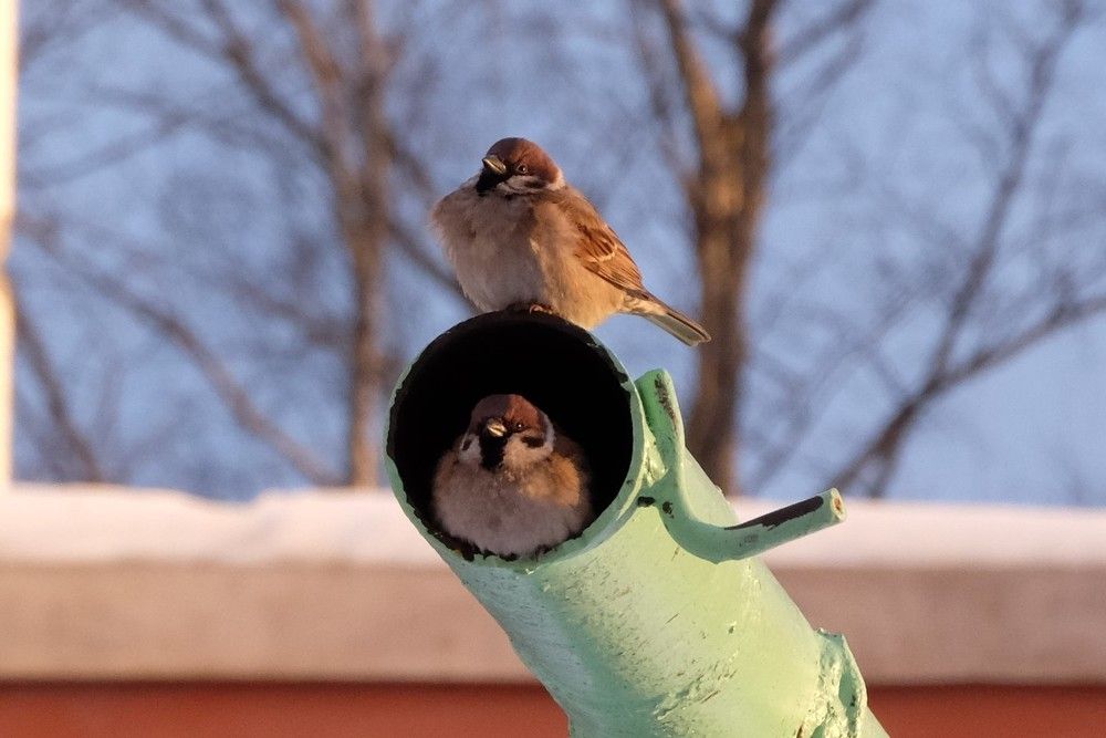 Фотография автора Наталья Липовская