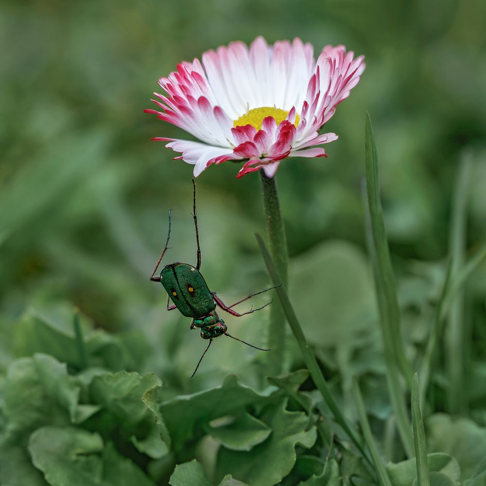 Допрыгался