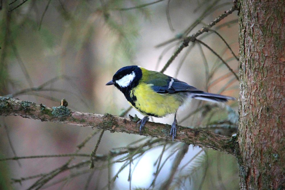 Фотография автора Ser P