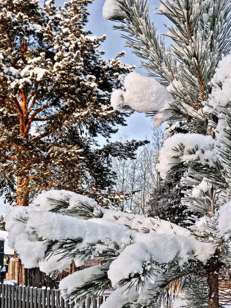 Заснеженные сосны