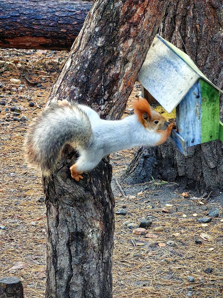 Подготовка к зиме