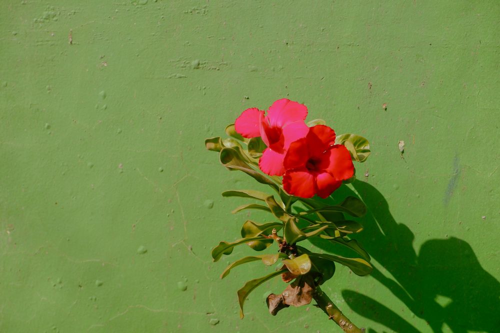 Red an Green