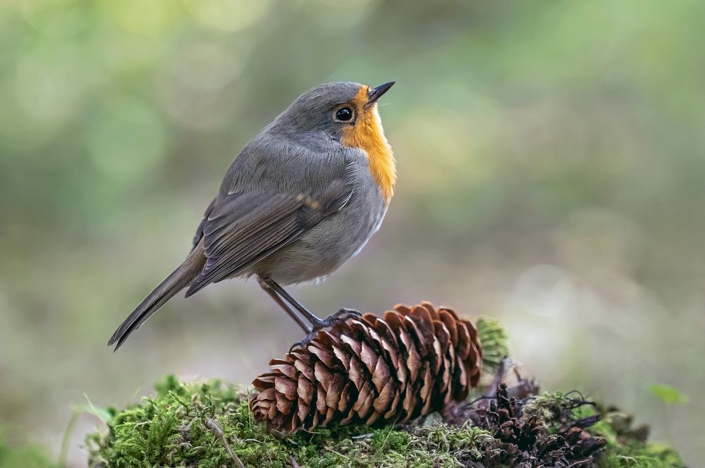Сейчас споёт