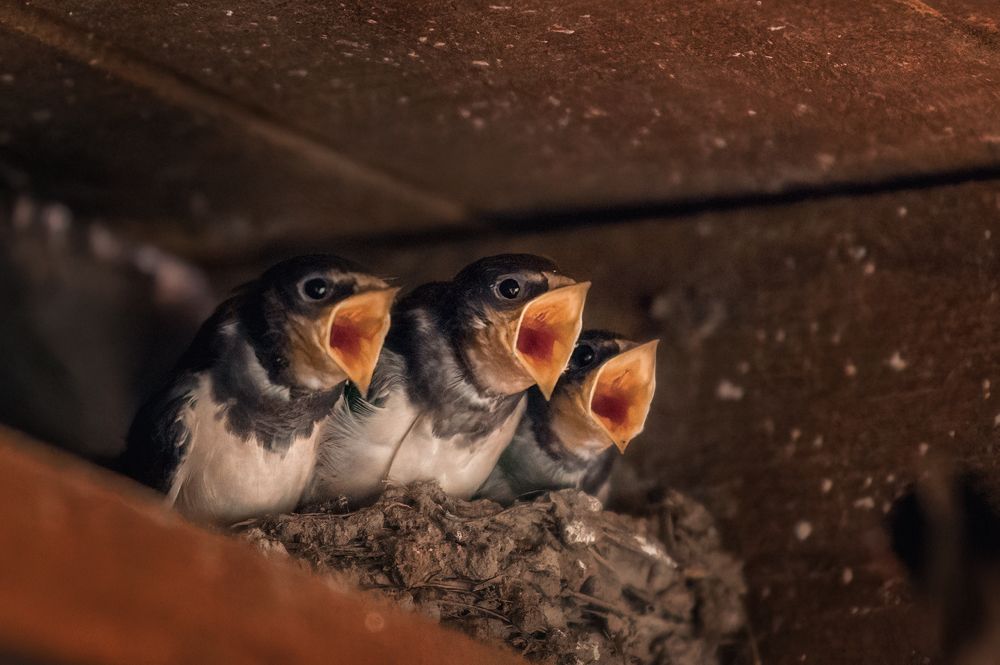 Photograph by Nephotograph