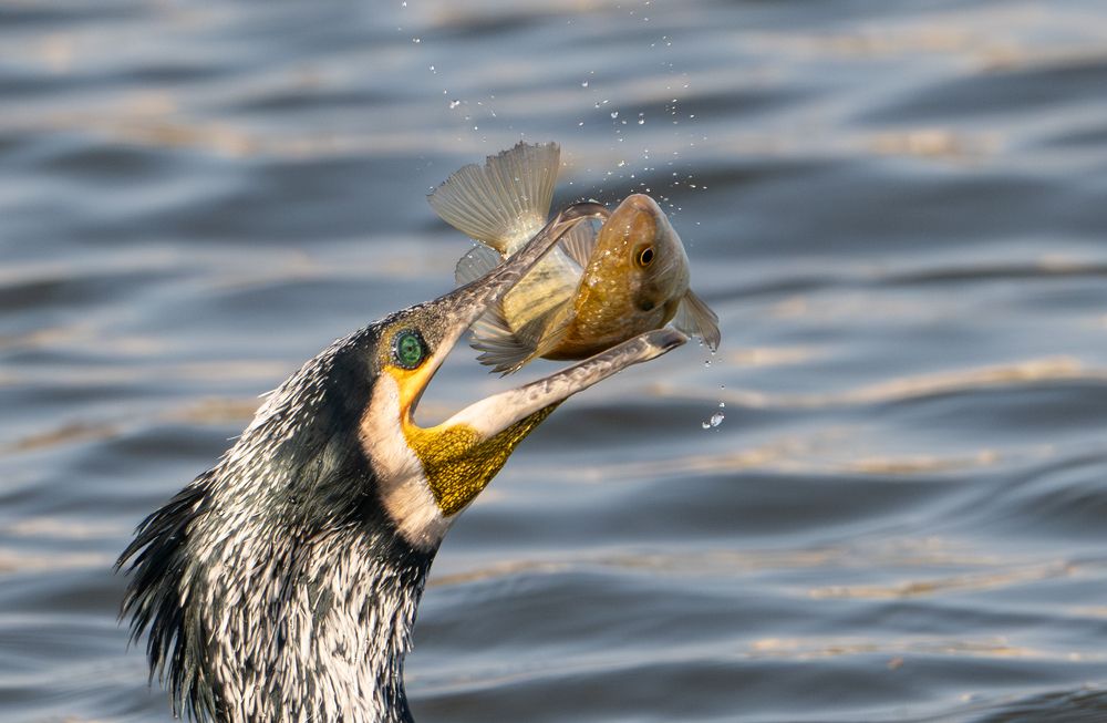 Photograph by Guy Wilson