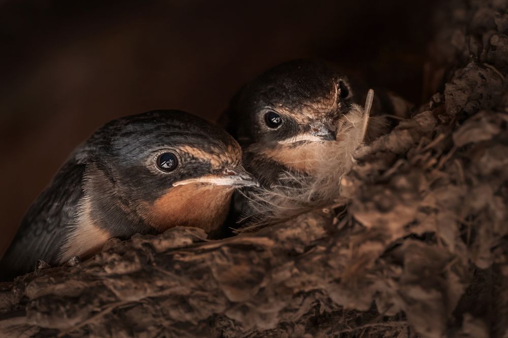 Photograph by Nephotograph