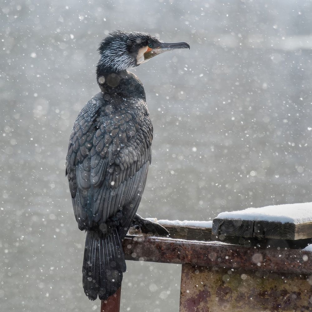 Photograph by Татьяна Жеребцова