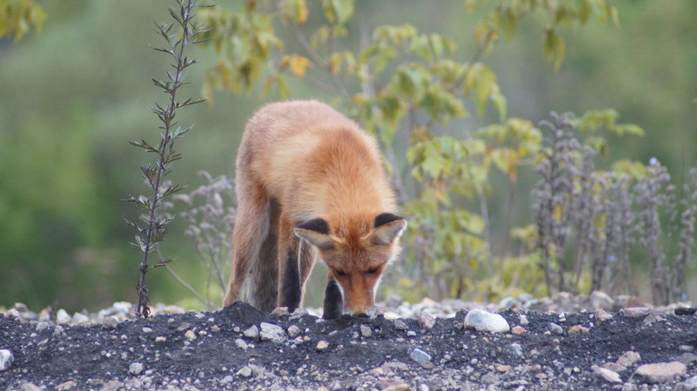 Photo #11760750