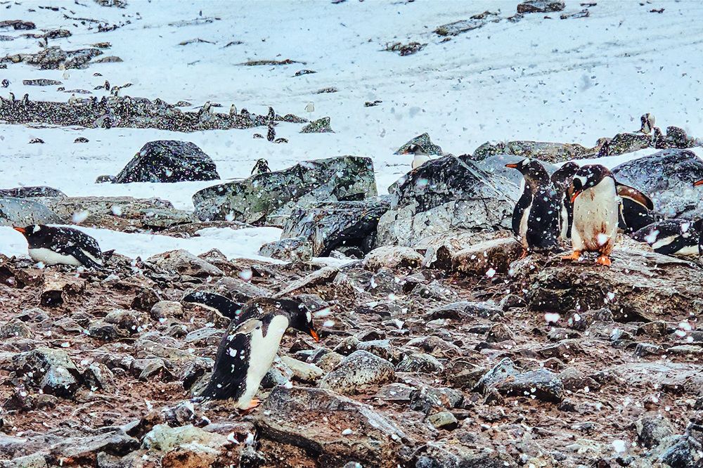 Demoy Point: Snowy Penguin Paradise