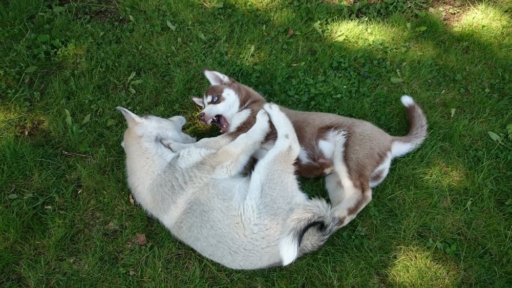 Первая схватка.
