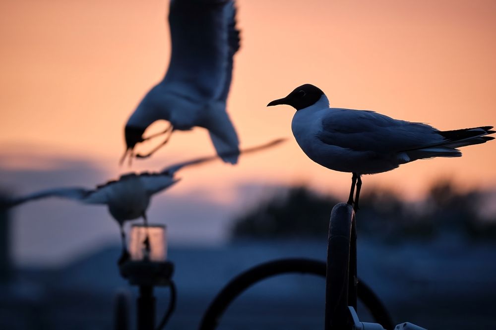 Photograph by Багурский Алексей