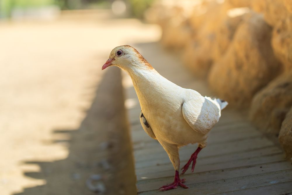 Photograph by Bruno Ribeiro