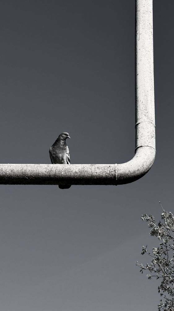 Photograph by Светлана Родионова