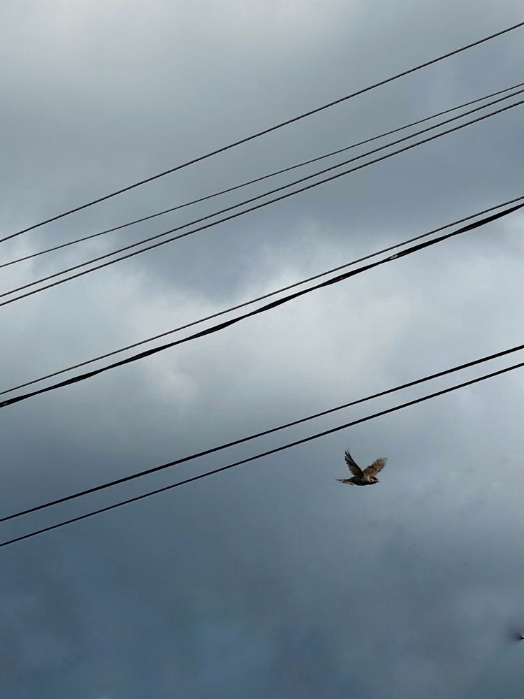 Photograph by Светлана Родионова