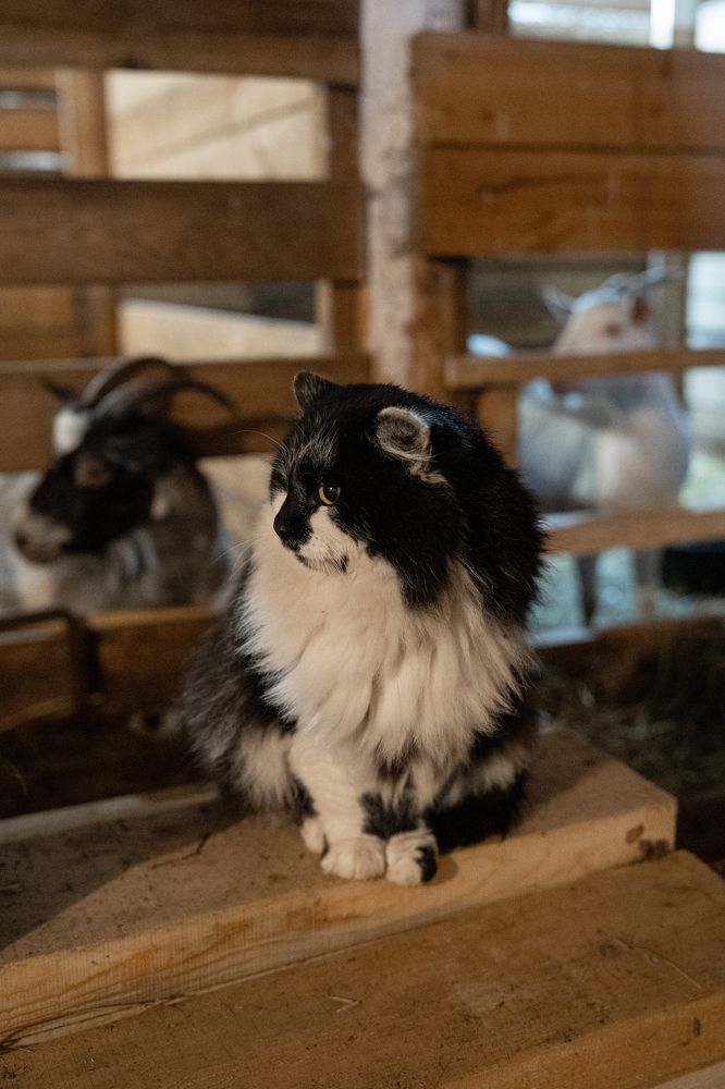 Друзья по ферме