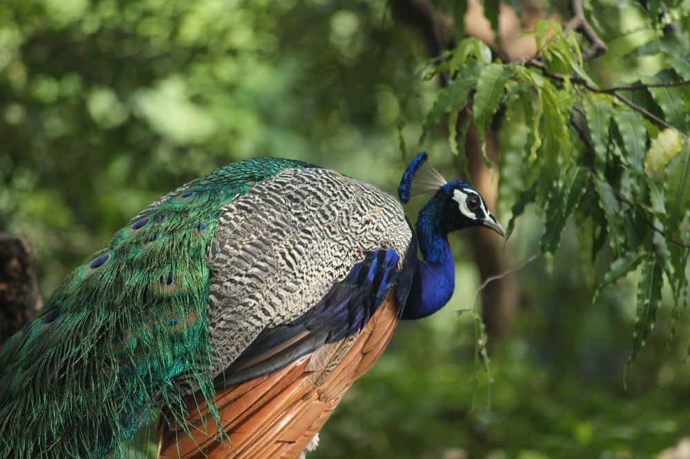 Photograph by Sharad vadoliya