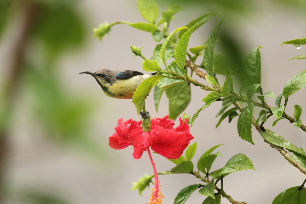 Photograph by Sharad vadoliya