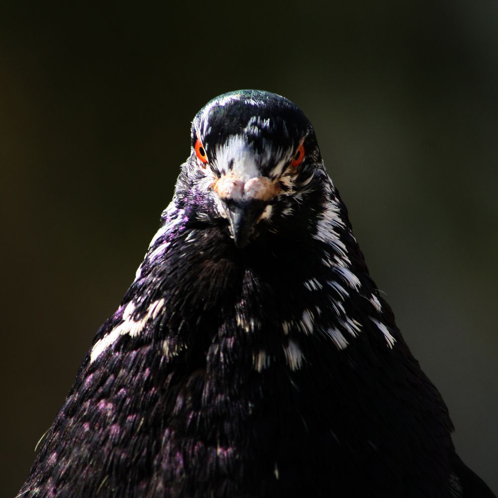 Photograph by Salih Aqeil