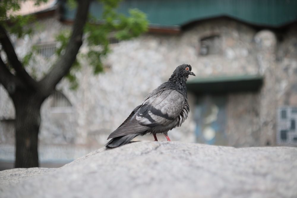 Photograph by Галина Чернова