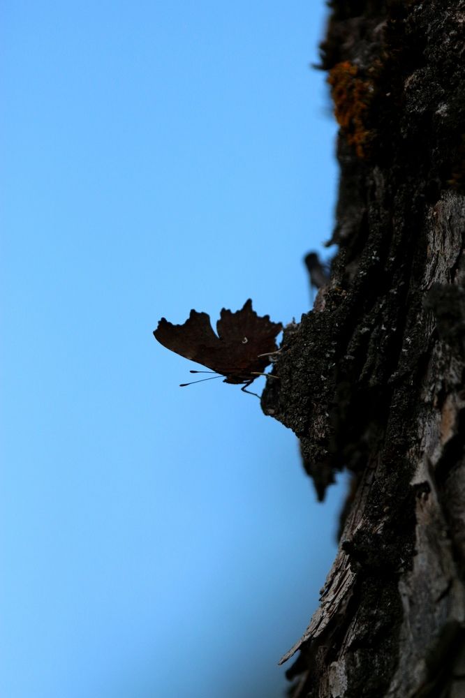 Photograph by Александра