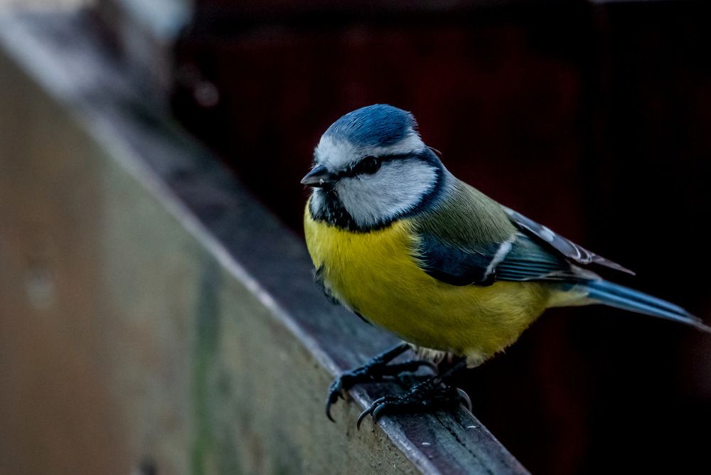 Photograph by Anton  ( Toni ) Vucajnk