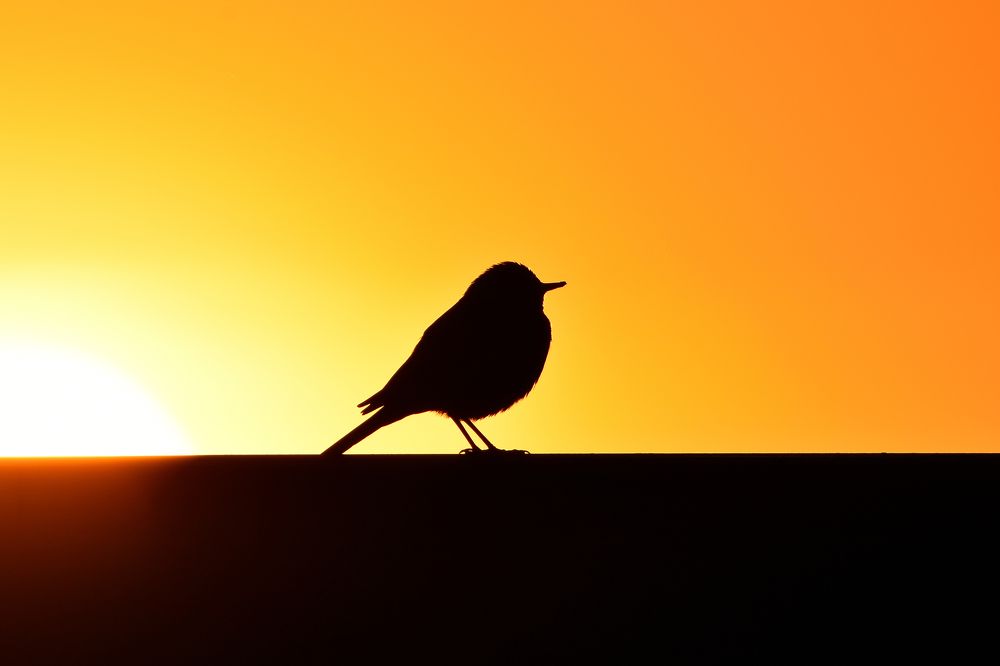 Photograph by Nephotograph