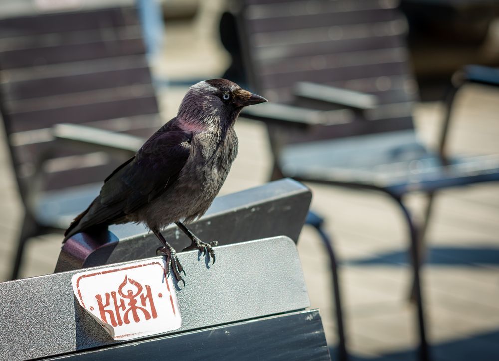 Photograph by Диана Бородзе