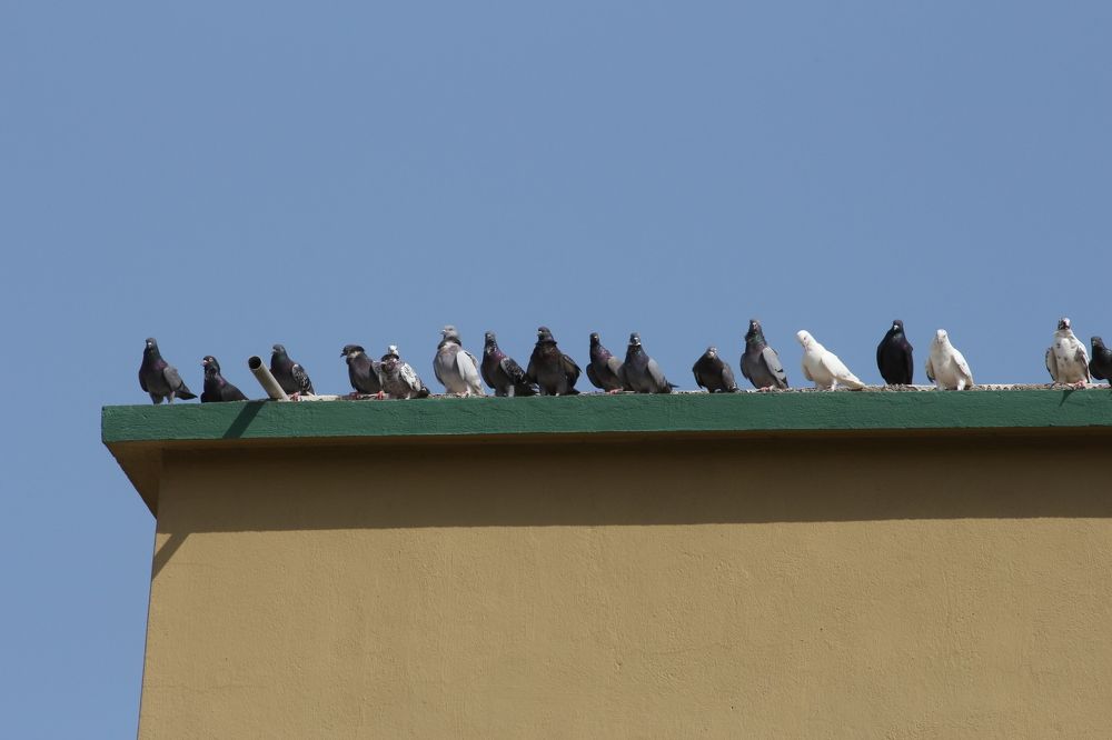 Photograph by shashiranjan prakash