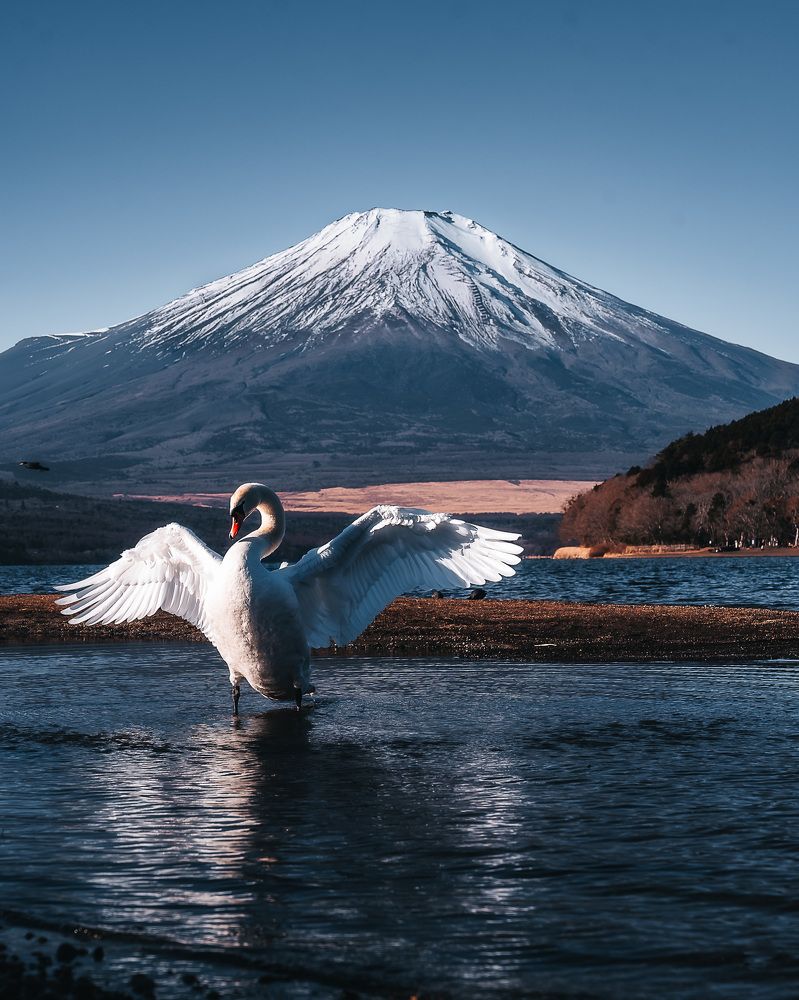 Elegant Swan