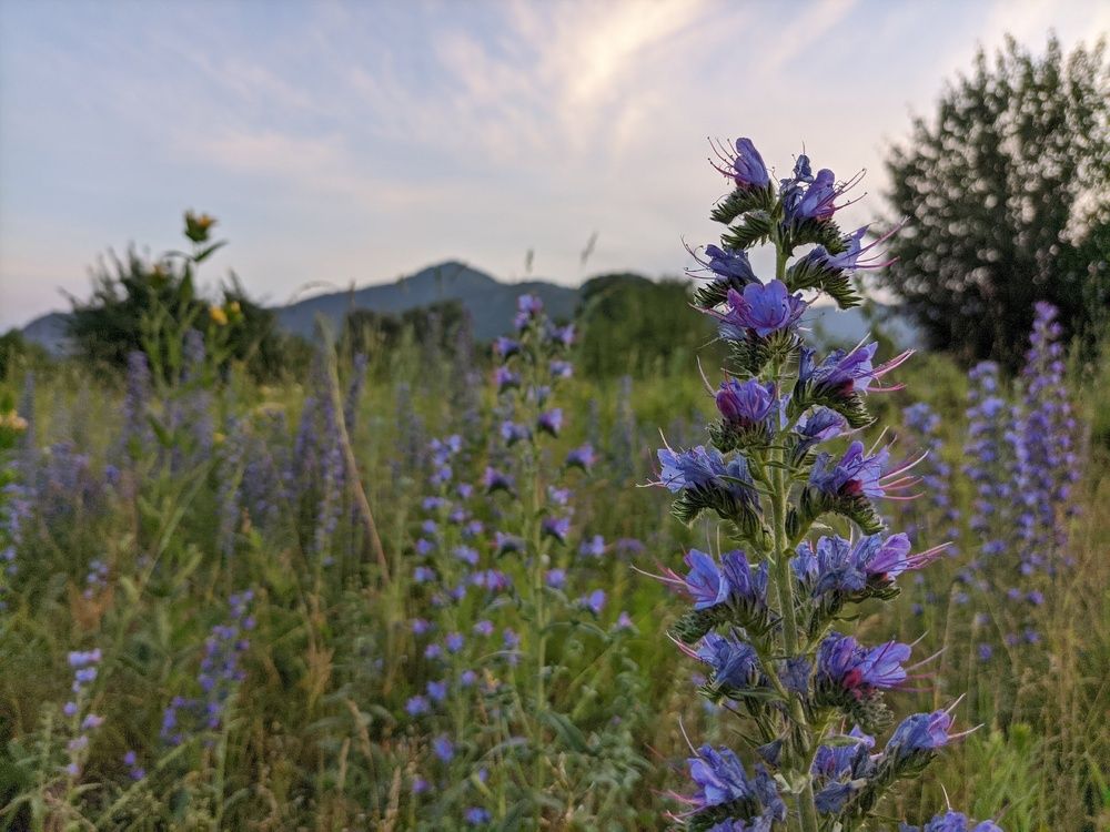 Nature