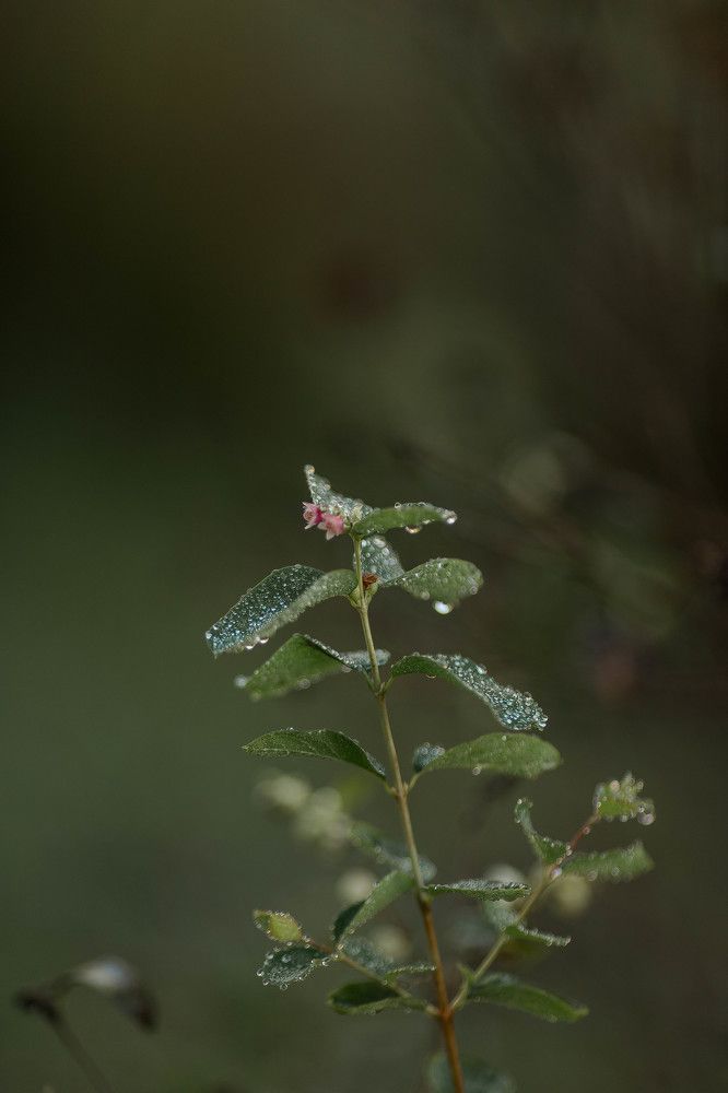 Photograph by Мария Рудак