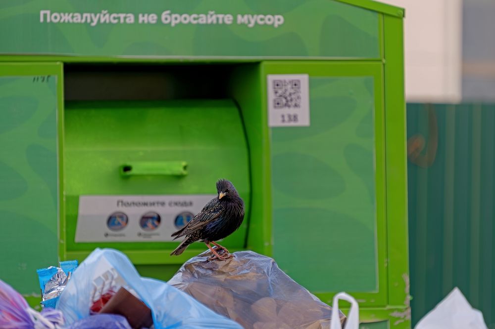 Photograph by Михаил Косолапов