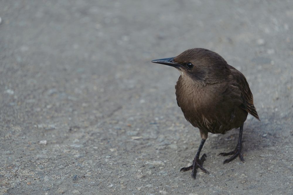 Photograph by Михаил Косолапов