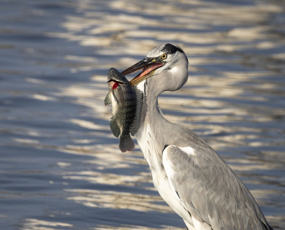 Photograph by pavel chtein