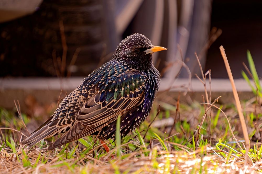 Photograph by Михаил Косолапов