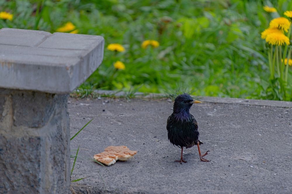 Photograph by Михаил Косолапов