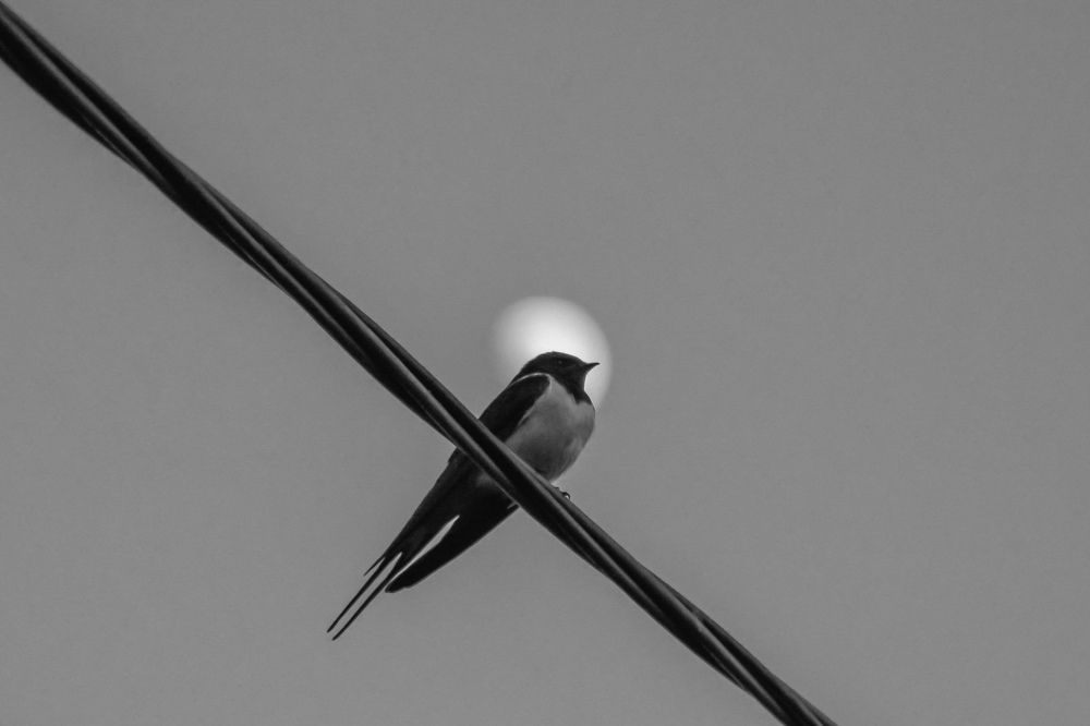 Photograph by Анастасия Гурова