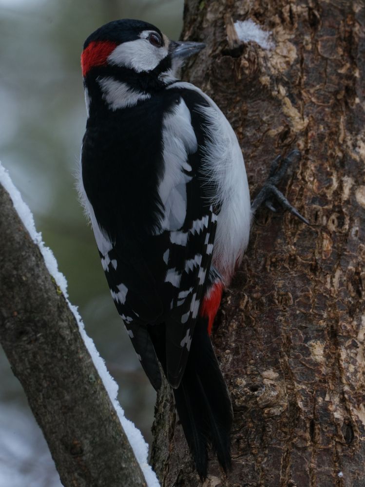 Photograph by Ирина Дегтярева