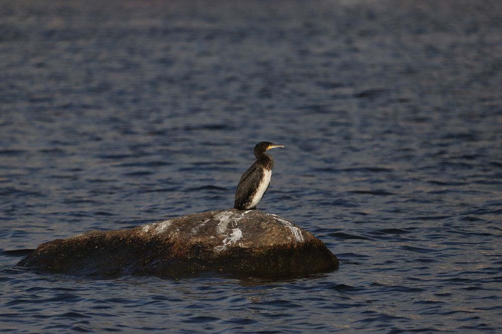 Photograph by Юлия Яковлева