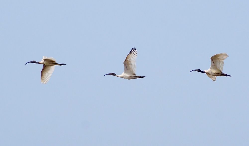 Photograph by Ambewadikar sourabh