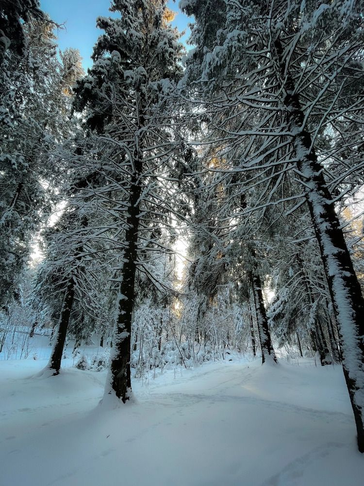 The forest is sleeping