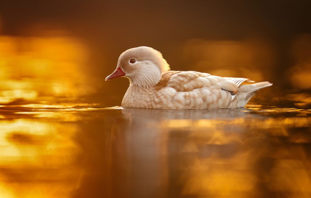 Photograph by Tímea Ambrus